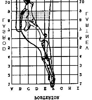 Leg, Shor Cu - The leg is separaed from he carcass/half by a sraigh cu anerior o he quadriceps approximaely perpen-dicular o a line parallel o he shank bones.