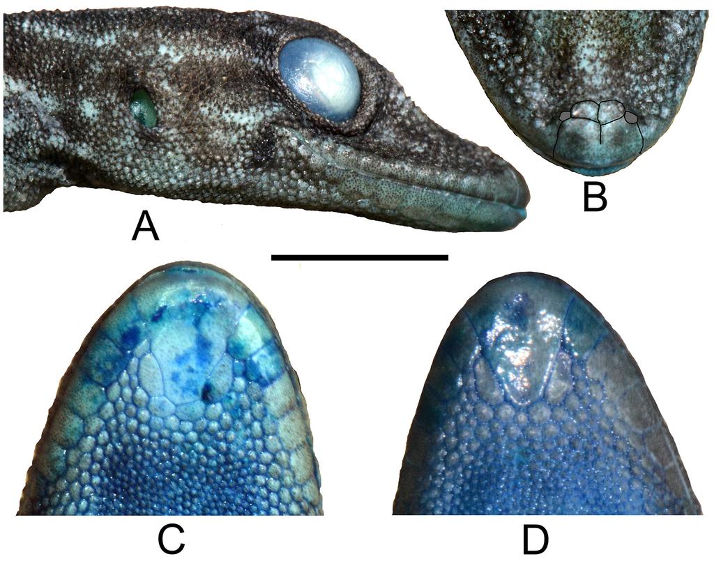 FIGURE 4. Close up views of the head of Cnemaspis purnamai sp. nov. A. Lateral view of holotype. B. Rostral region of holotype. C. Mental region of holotype. D. Mental region of paratype MZB.Lace.