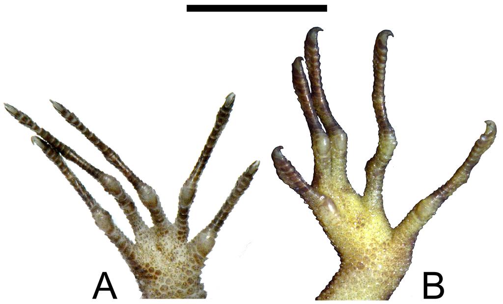 enlarged submetatarsal present at the base of first toe (Fig. 5B); relative length of toes 4 3 5 2 1; 8 LamT 1, 17 LamT 2, 21 LamT 3, 24 LamT 4, and 24 LamT 5. FIGURE 5.