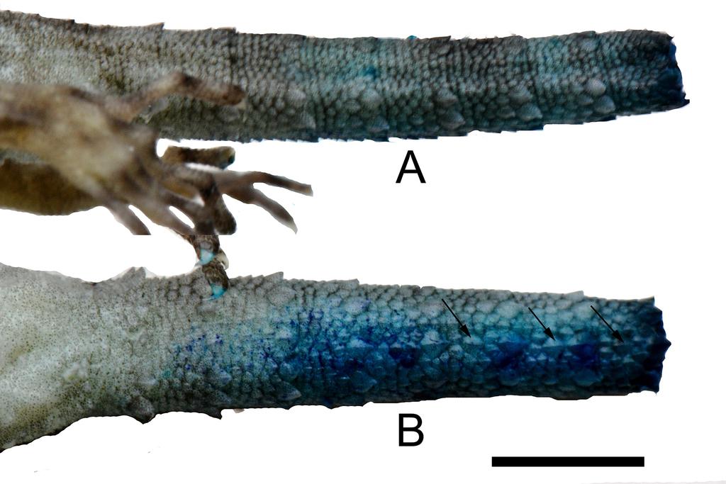 FIGURE 6. Tail of Cnemaspis purnamai sp. nov., paratype MZB.Lace.14075. A. Lateral view the furrow separated by paired tubercles. B.