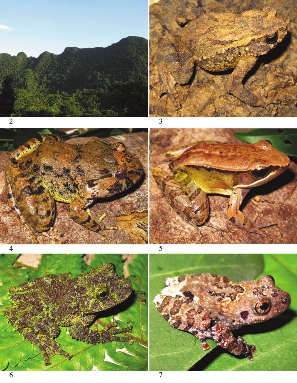 Further new records of amphibians and reptiles from Phong Nha - Ke Bang National Park, Quang Binh Province,Vietnam 289 Figure 2.