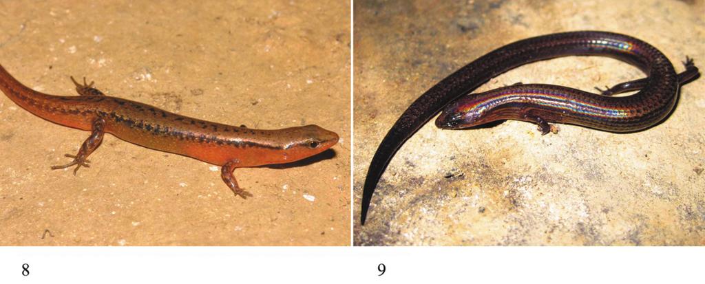 Further new records of amphibians and reptiles from Phong Nha - Ke Bang National Park, Quang Binh Province,Vietnam 291 an elevation of 448 m a.s.l.), 2 adult females IEBR A.2013.