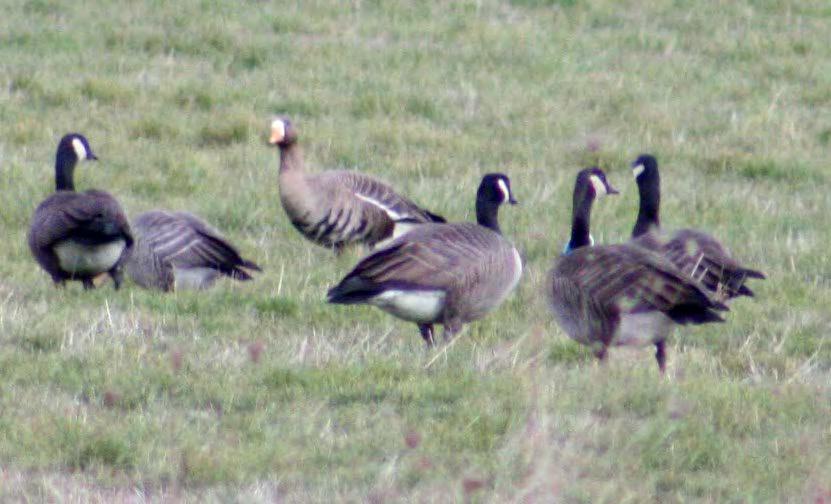 4. OTHER GOOSE SPECIES IN THE WILLAMETTE VALLEY AND LOWER COLUMBIA RIVER Greater White-Fronted Goose Description High-pitched call, sounds like a laugh or yodel. Pink or orange bill.
