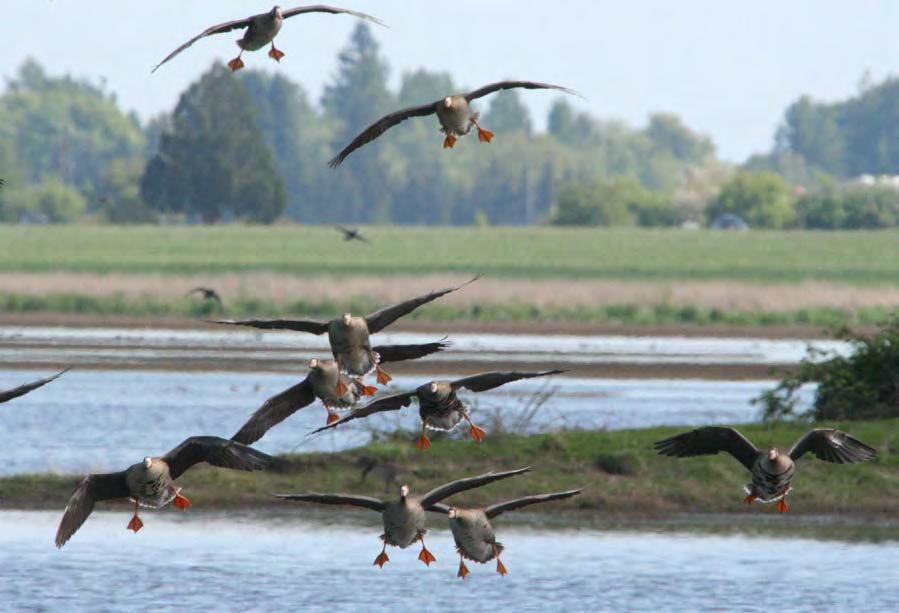 Figure 100: White-fronted geese; adults have