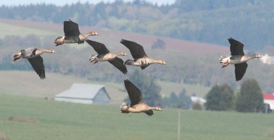 Figure 101: White-fronted geese in flight;