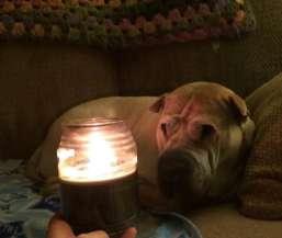 Twenty-Third Anniversary Donations In honor of Operation Scarlet's twenty-third anniversary and the rescue of over 1170 Shar-Pei, Scarlet is asking if all who could, would please donate $23 to