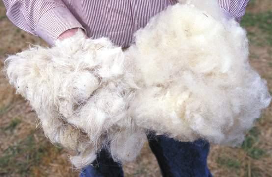 Medium-wool fleece should be evaluated for presence of any black fiber or kemp Kemp is a chalky,