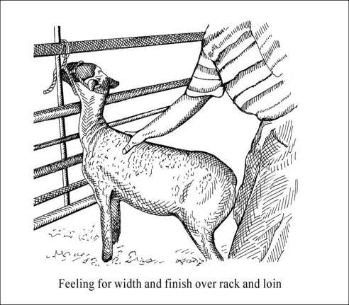 Rib and loin should have a muscular shape to its top I. Explain how to handle a lamb; Handling Market Lambs: Allows to properly assess the amount of muscling and finish Excess fat is undesirable!