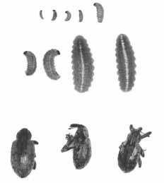Immature alfalfa weevil (larva) up to 8 mm in length head capsule black instar 1, 2 light brown to brown (top row, Figure 5) instar 3, 4 green with white line down middle of back (middle row, Figure