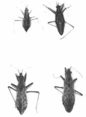 Immature damsel bug (nymph) up to 8 mm in length greyish resemble adults (top row, Figure 6) feed on aphids, immature lygus and plant bugs will sometimes feed on small alfalfa weevil larvae Adult
