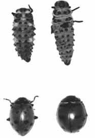 the summer 8 mm in length greyish brown (bottom row, Figure 6) feed on aphids, immature lygus and plant bugs will sometimes feed on small alfalfa weevil larvae Immature ladybird beetle (larva) Figure