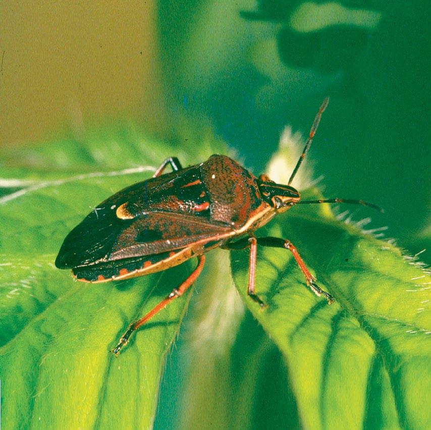 Predatory shield bug The glossy shield bug, Cermatulus nasalis, is a large (12mm) predatory shield bug.