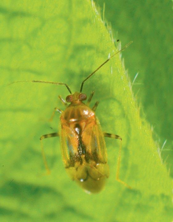 Predatory bugs Small to medium predatory bugs are common in grain crops. The adult brown smudge bug, Deraeocoris signatus, is small (4.