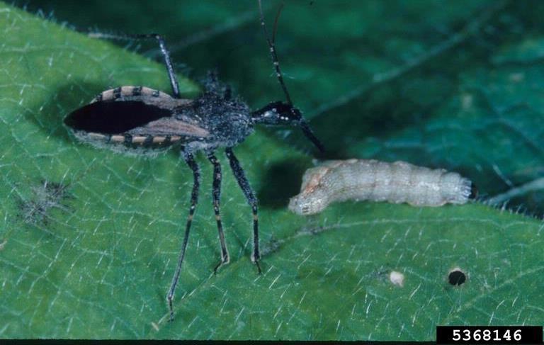 Assassin bugs Economic Impact - beneficial predator Life cycle -