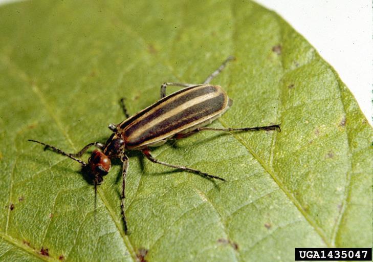 Blister beetles Order Coleoptera Economic Impact