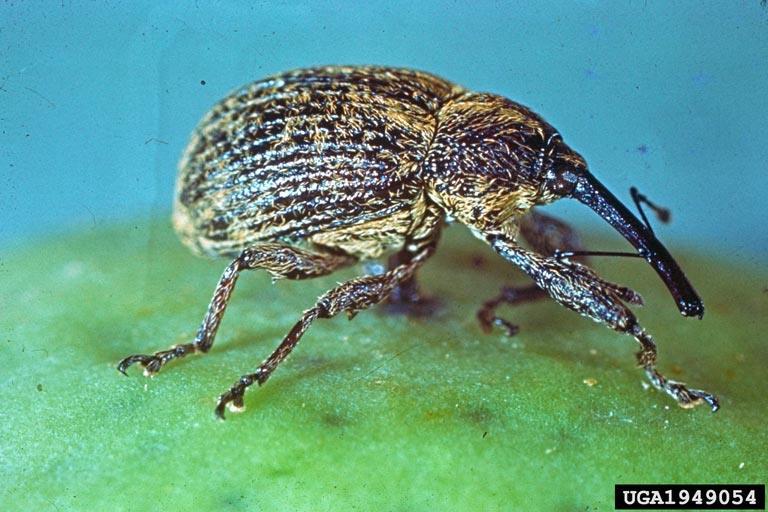 Boll weevil Order Coleoptera Economic Impact fruit/flower destruction of cotton Life cycle -complete Mouth