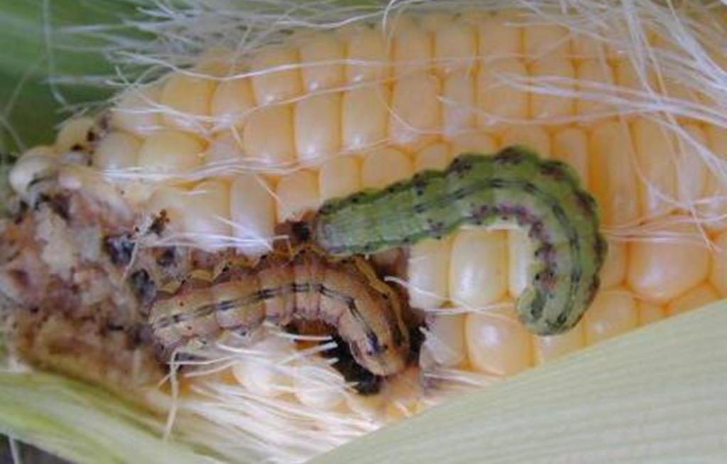 Corn earworm larva Order Lepidoptera Economic Impact - on corn seed head destruction Mouth parts chewing as