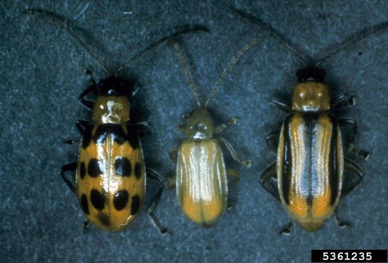 3 species of corn rootworm adult Beetles 5 to 6.4 mm long.