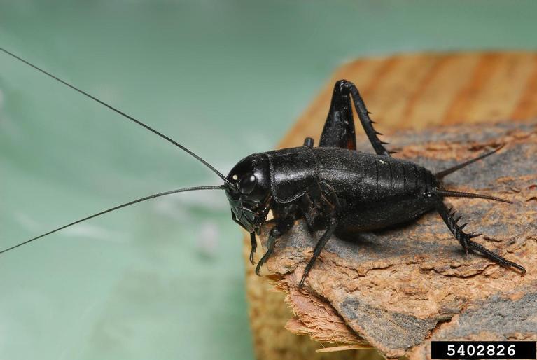 field crickets can damage crops.