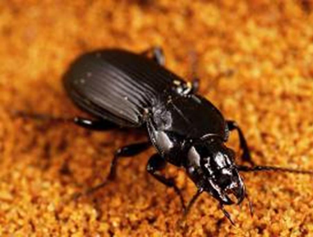 Ground beetle - Family Carabidae Order Coleoptera