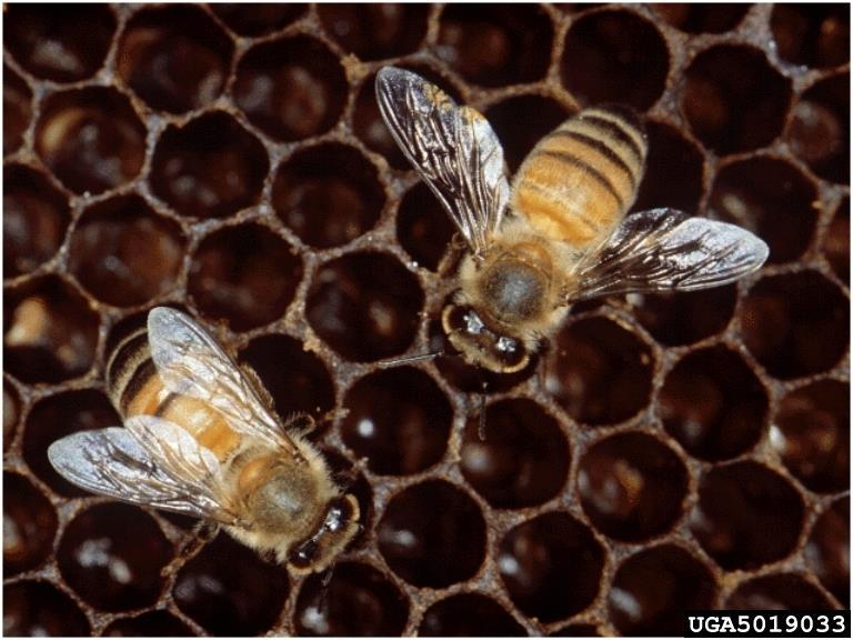 Honey bee Order Hymenoptera Economic Impact -