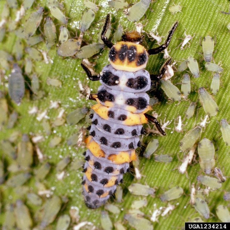 Lady beetle larva Order Coleoptera Economic Impact - beneficial predators Mouth parts -