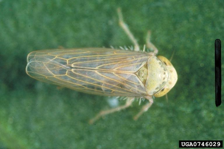 Leafhoppers- all species in the Family Cicadellidae.