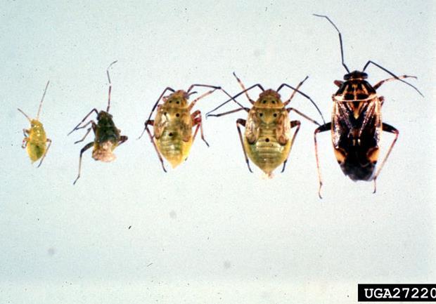 Lygus bug (40 species in the genus Lygus) Order Hemiptera Economic Impact damage by removal plant fluids