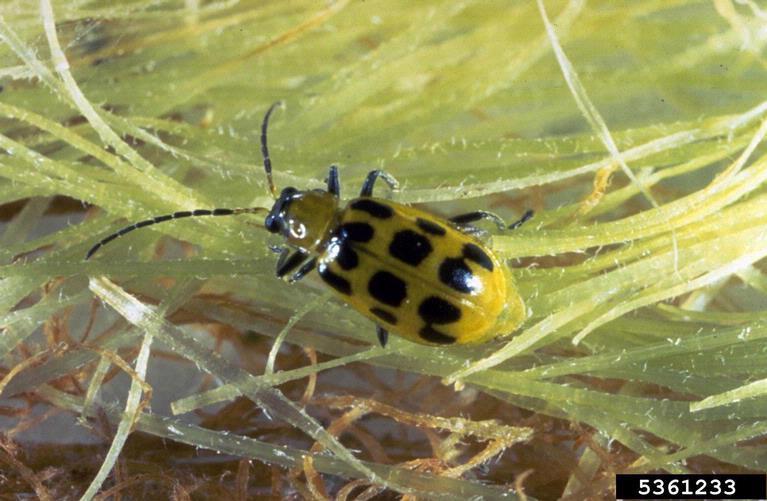Spotted cucumber beetle Order Coleoptera Economic Impact - vegetative part destruction Mouth
