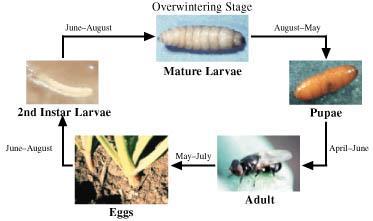 sponging as adult, rasping- sucking on larvae that