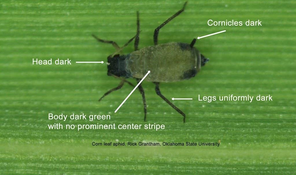 Aphids corn leaf species in the Family Aphididae, Order Homoptera Economic Impact damage by removal of plant fluids Life cycle - incomplete Mouth parts - piercing-sucking beak Green colored with a