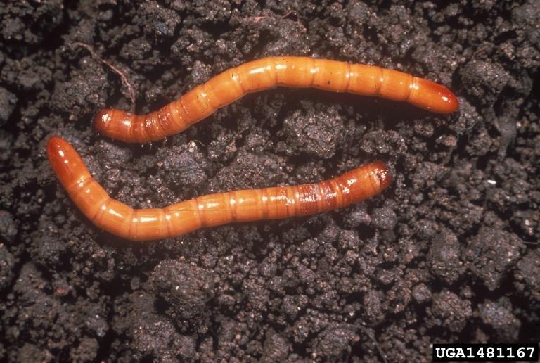 Wireworm larvae of many species of beetles in the Family Elateridae (click