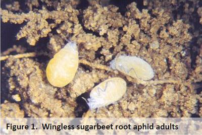 Aphids sugarbeet root species in the Family Aphididae, Order Homoptera Economic Impact damage by