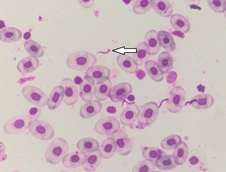 Slika 9 Krv barske kornjače, parazita koji morfološki odgovaraju Trypanosoma sp (strelica), Diff quick 5.3.2.