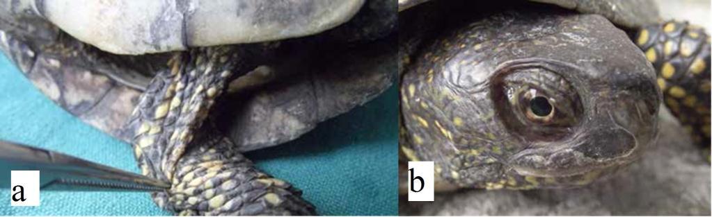 Kod 20/30 (66,6%) ispitanih kornjača turgor kože je bio slab, smežuran na ekstremitetima i na vratnoj regiji ukazuje na veći stepen dehidratacije (slika 17a).