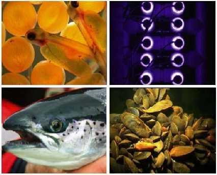 SARF 100 - Review of freshwater treatments used in the Scottish freshwater rainbow trout