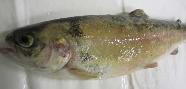 and tank-based transmission studies recently completed at the Cefas Weymouth Laboratory (Cano Cejas et al. unpublished data) Figure 3 Rainbow trout with severe puffy skin disease symptoms 4.2.