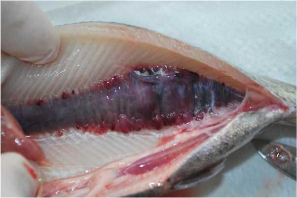 Figure 5 Rainbow trout infected with BKD. Note swollen kidney. In the single producer that had observed BKD (Table 2), impact was reportedly low (<1% of equivalent annual production costs).