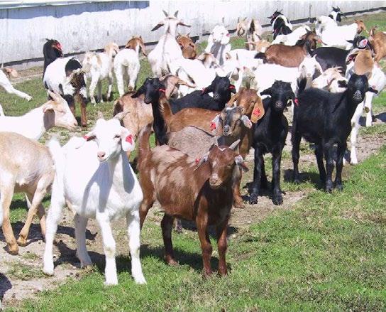 Breed Basics The decision about which breed/s of goats or sheep to raise is made easier if your farm production goals (i.e. meat, breeding stock, and/or milk) are kept in mind.