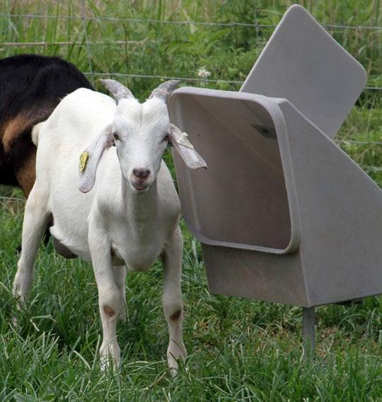 Feeding Basics Goats and sheep are ruminant animals with a four-chambered stomach made for digesting forages like pasture, forbs/weeds, browse (brush/shrubs) and hay.
