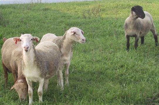 Breeding Basics In most areas of the U.S., goats and sheep are seasonal breeders.