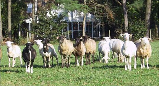 Starting an Enterprise Small ruminants are popular livestock, but as with any enterprise, prior planning is important. The following tips may offer some assistance.