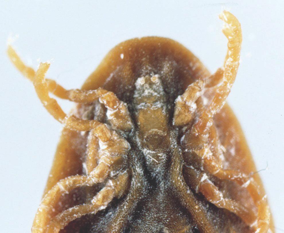 After each feeding the tick returns to its hiding place. At night there is often movement of large numbers of ticks from hiding places to hosts and back.
