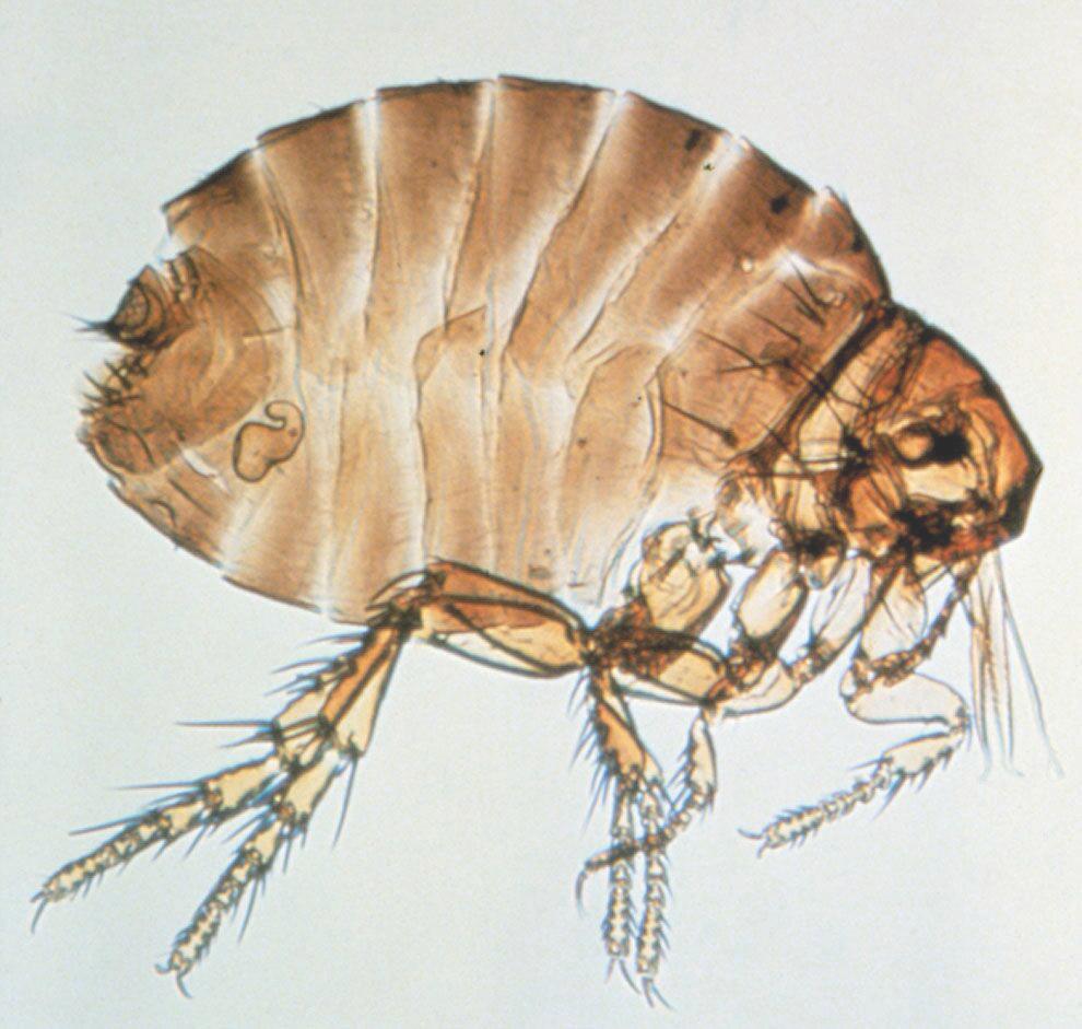 Tropical fowl mite. Fowl Tick The fowl tick (Figure 7), also called the blue bug, injures poultry by blood feeding, causing weight loss, blemishes, and lowered egg production.