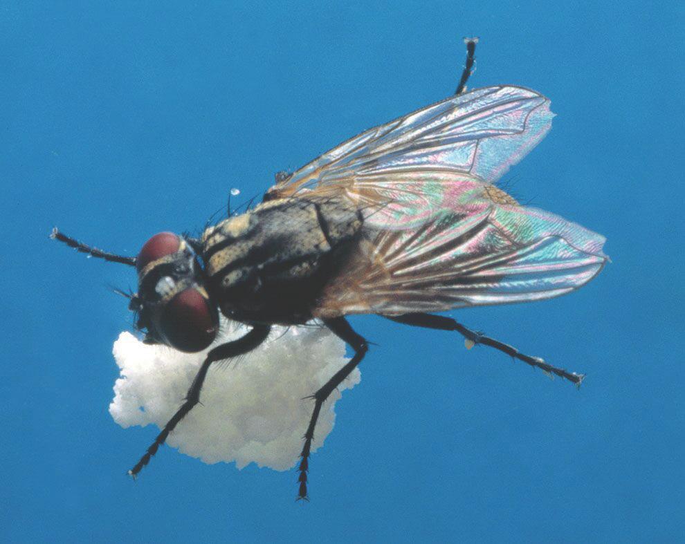 Usually these fleas are more prevalent in the cooler months of the year. House fly eggs are laid in almost any type of warm organic material; however, poultry manure is an excellent breeding medium.