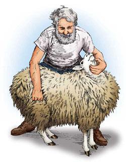 Handling Sheep & Gats: Setting a Sheep n its rump ~ ~ STANDARD OPERATING