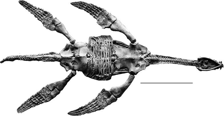 1052 PALAEONTOLOGY, VOLUME 53 T EX T - F I G. 1. SMNS 12478, Meyerasaurus victor (Fraas, 1910); Toarcian of Holzmaden (Germany). Skeleton in ventral view. Scale bar represents 100 cm. (Text-fig.