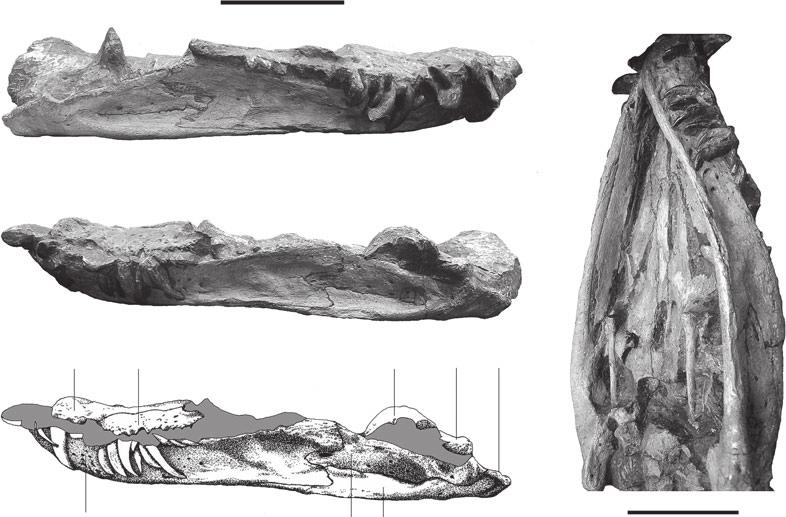 1054 PALAEONTOLOGY, VOLUME 53 D A B pmx mx sq q ar C d sa a T EX T - F I G. 3. SMNS 12478, Meyerasaurus victor (Fraas, 1910); Toarcian of Holzmaden (Germany).