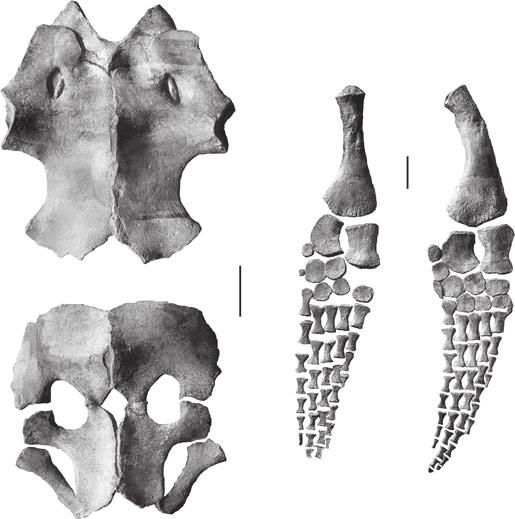 SMITH AND VINCENT: NEW PLIOSAUR FROM GERMANY 1055 T E X T - F I G. 4. SMNS 12478, Meyerasaurus victor (Fraas, 1910); Toarcian of Holzmaden (Germany). A, pectoral girdle. B, pelvic girdle.