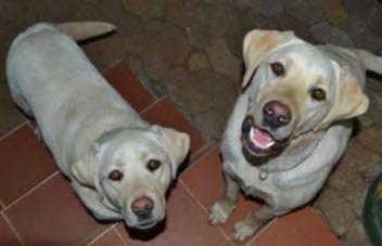 NAME: Clara & Benji (JHB) Clara and Benji are a brother and sister from the same litter and are 16 months old.